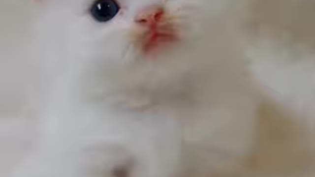 This kitten has a heart-breaking face