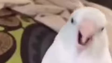 White parrot going crazy