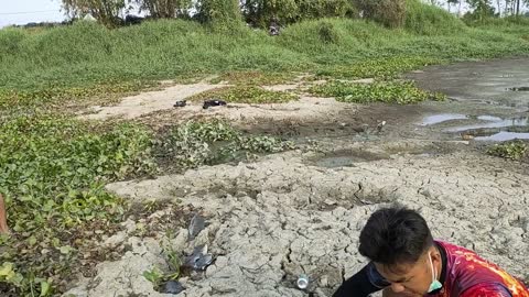 wild giant grass carp fish,