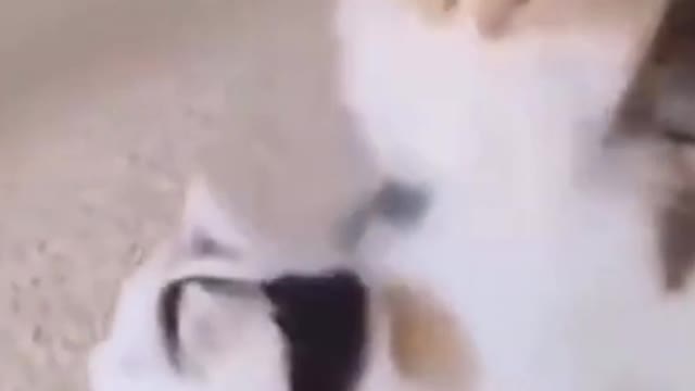 Cute Cat Cute Jump Video