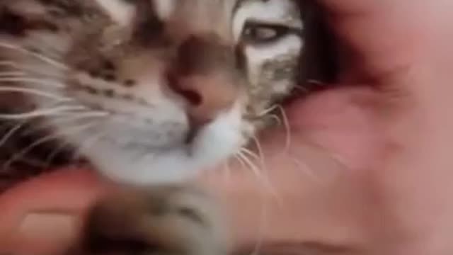 Best Cute cat funny video 2021