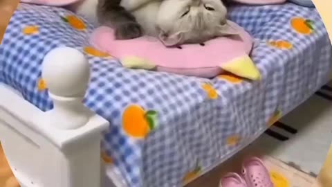 So sad 😢😢😢 cat funny videos