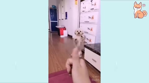 Cute puppy can close the door ,make his own bed use fan for his sleep