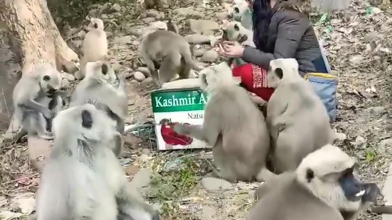 इनको खिलाना आसान नहीं 🐒