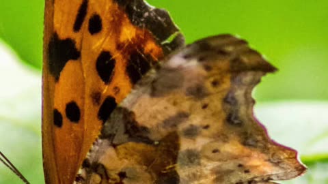 Entomology and Insects - Question Mark Butterfly #insects #insectdiversity #butterfly #lepidoptera