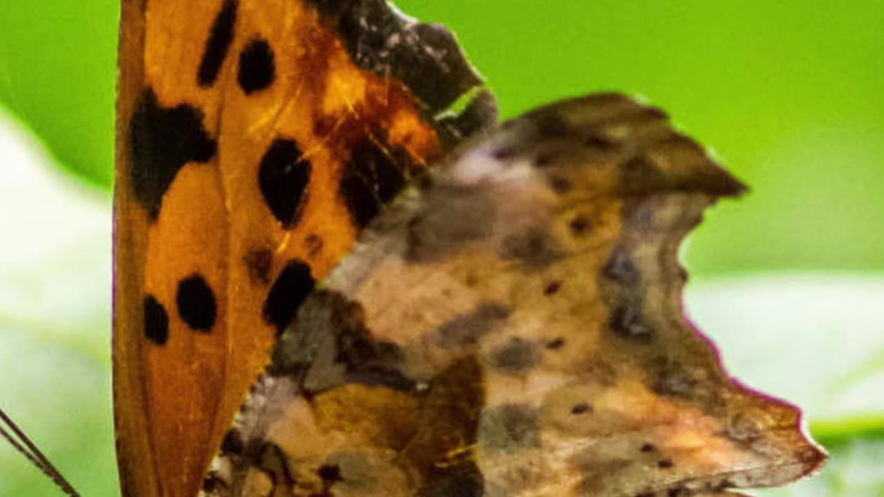 Entomology and Insects - Question Mark Butterfly #insects #insectdiversity #butterfly #lepidoptera