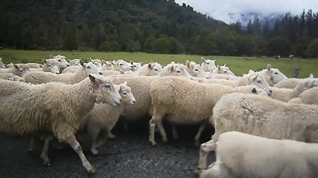 Hundreds of sheep surround unsuspecting tourists