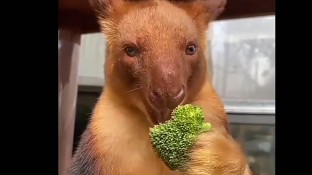 Dog and cat video.dog playing video. Cat playing video.