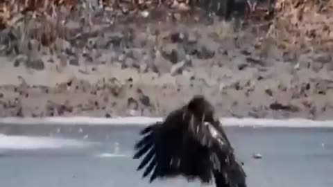 Eagle vs other animals