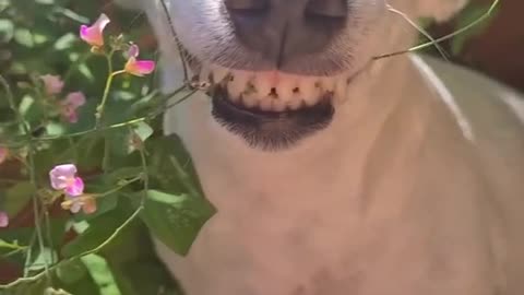 Dog 🐶🐕 funny moments