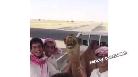 A camel that makes people laugh