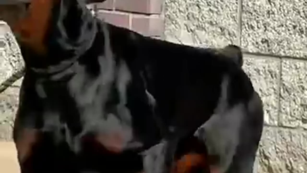 Venom the Doberman