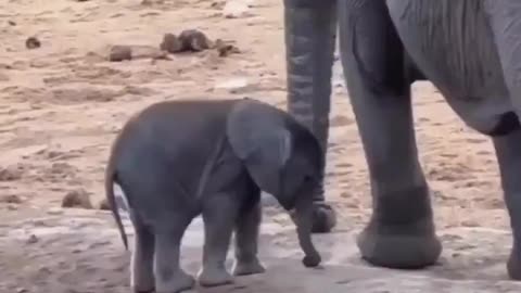 Baby Elephant