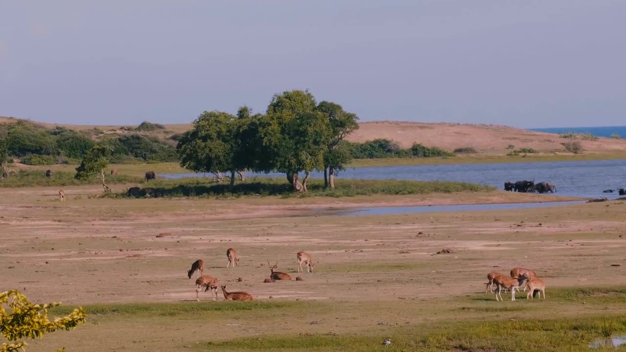 Amazing panoramic wide shot, several wild animal groups in natural