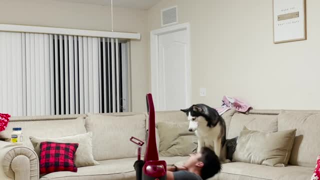 funny dog |funny pats