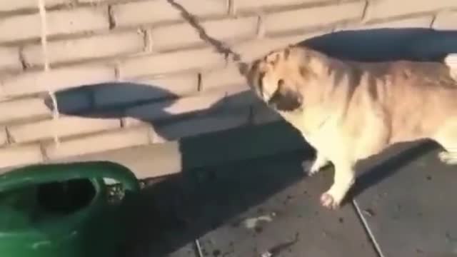 The funnest dog try to drink the shadow water