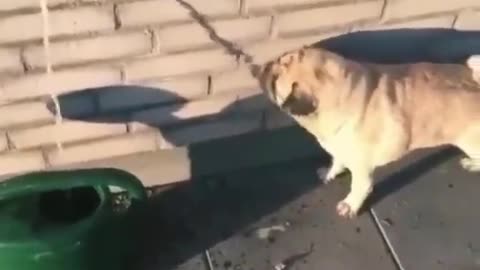 The funnest dog try to drink the shadow water