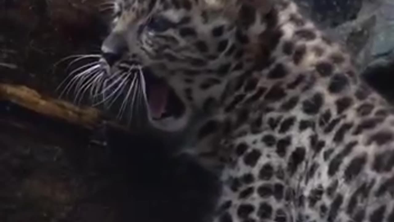 Ferocious little leopard cub