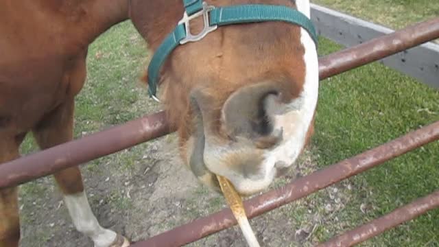 Julian tries to eat wooden spoon