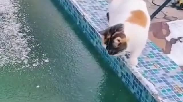 Is the cat looking for fish in the frozen swimming pool?