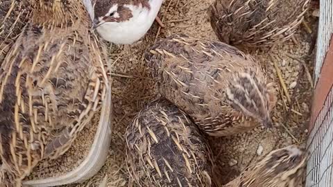 Quail Are Hyper Birds