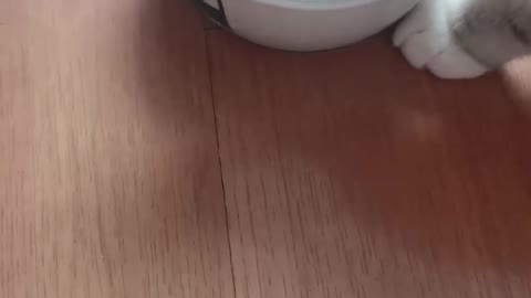 The kitten drank water carefully