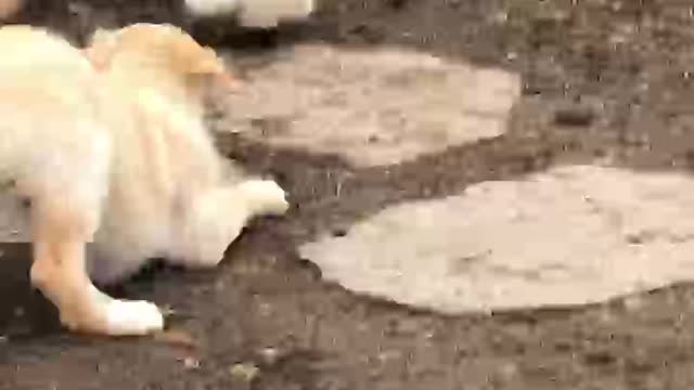 Puppy and chicken