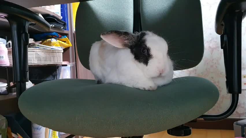 The rabbit is resting on the chair with his eyes open