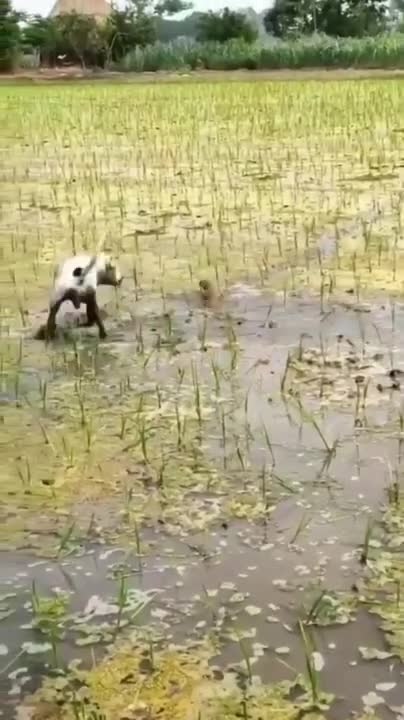 German Shepherd Attacks Pitbull [OFF LEASH DOG PARK] Part 1