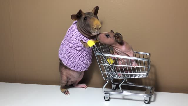 Father-daughter guinea pigs go grocery shopping