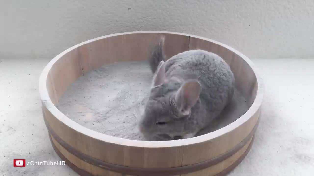 Chinchilla Bath =)