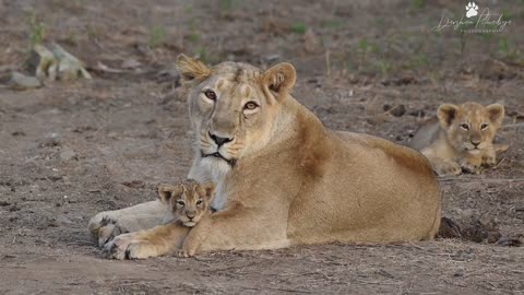 Lion cub with mother