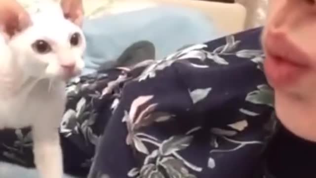 OMG So Cute ♥ Best Funny Cat Videos Part 49