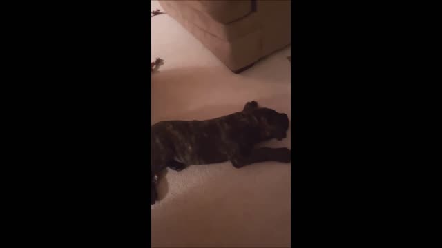How to play ball with a Mastiff. watch to the end!