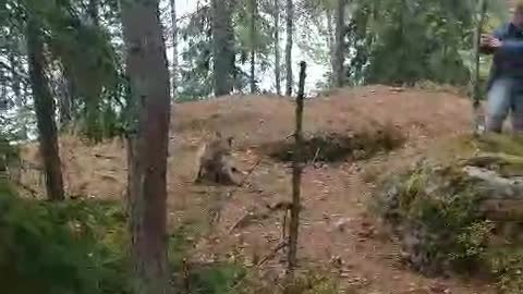 young fox ran to say hello to people