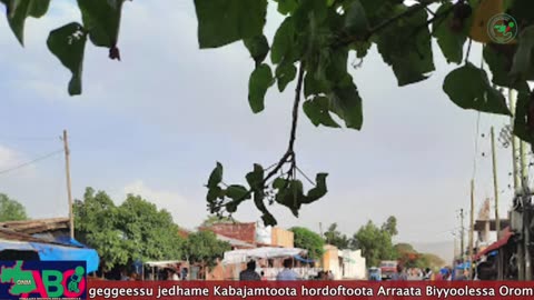 Oduu Galgala ONM-ABO Fulbaana 8-2024 itti dhiyaadhaa!