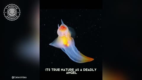 Danger fish 1 mnt biography