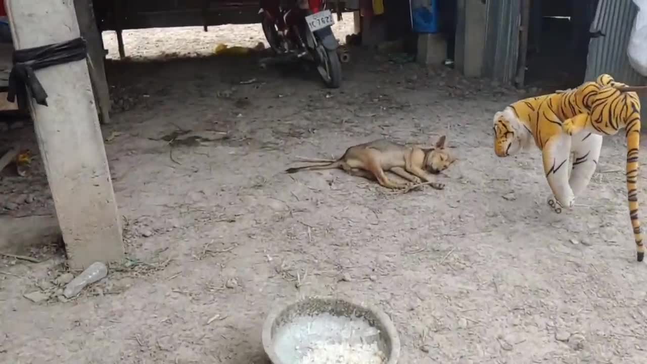 Wow video, an amazing fake tiger prank dog video that will make you to LOL.