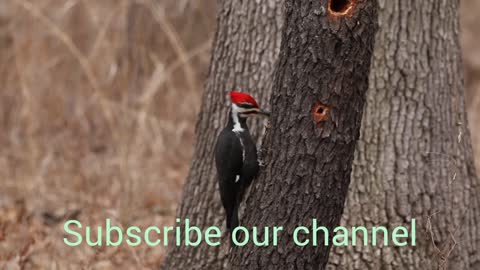 Amazing Red Head Woodpecker Making their home.