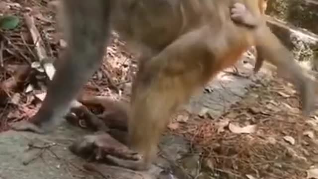 Mother Monkey Hold Baby One Week After Failed To Protect From Leopard Hunting | Poor Baby Monkey