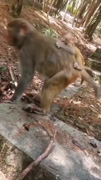Mother Monkey Hold Baby One Week After Failed To Protect From Leopard Hunting | Poor Baby Monkey