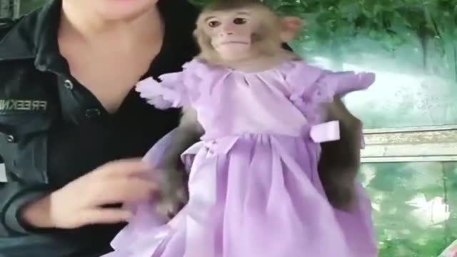 Lucky monkey