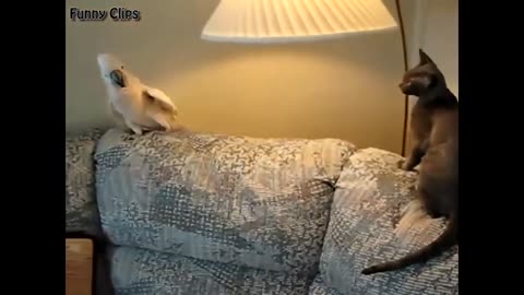 Parrot Hates Cat! FUNNY ANIMALS