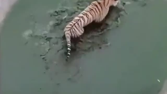 duck troll a tiger very funny