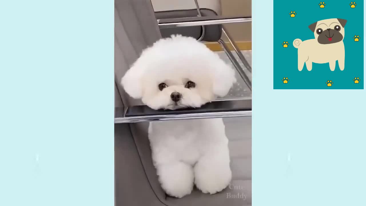Cute Puppies 😍😍 | Cute and Funny Dogs