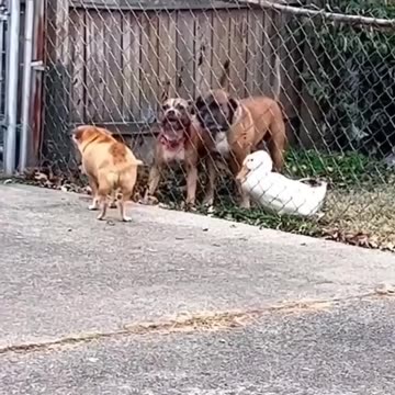 Duck forgets it’s a duck