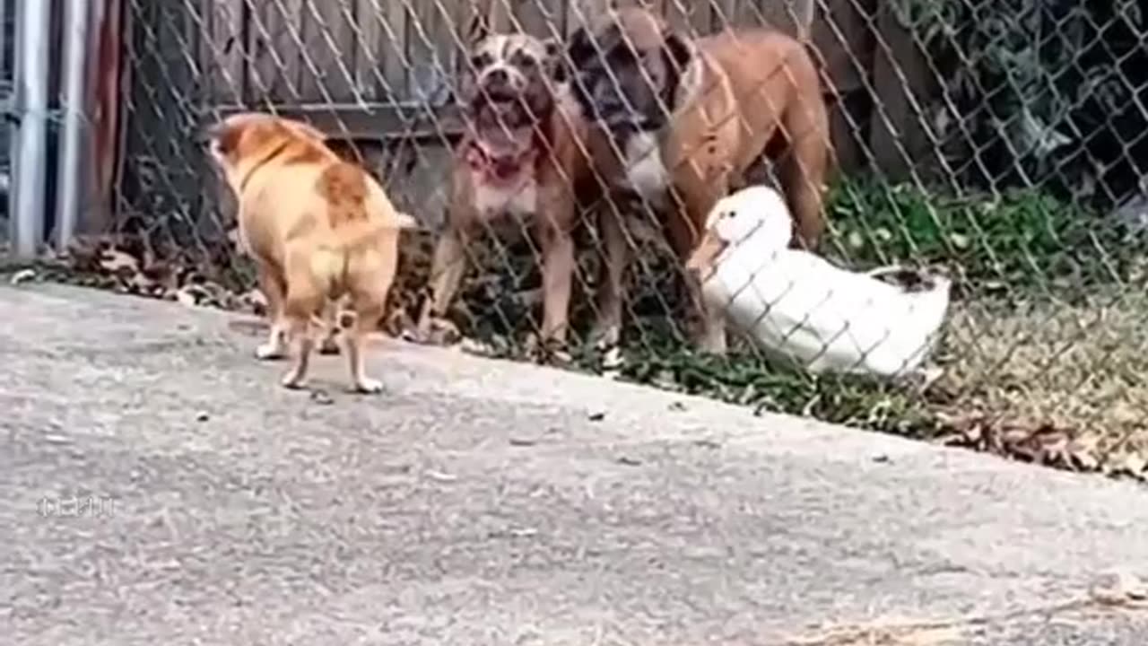 Duck forgets it’s a duck