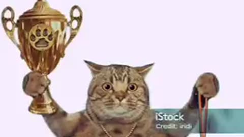 What a Cat - Goes For The Win