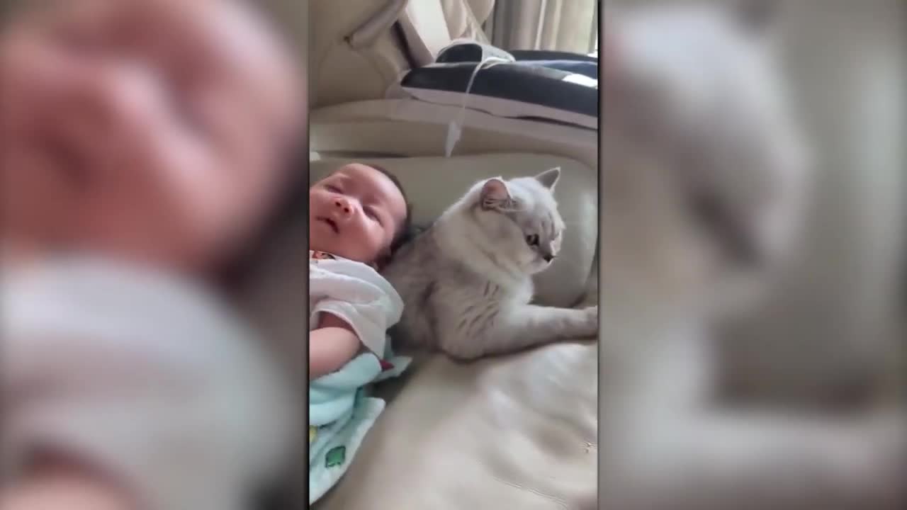 🤣HOLDING YOUR LAUGH 😹 - Funny Cats Life Compilation 3