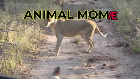 Top 10 Most Protective ANIMAL MOTHERS - Bears, Honey Badger, Lioness, Rabbit and other Animals